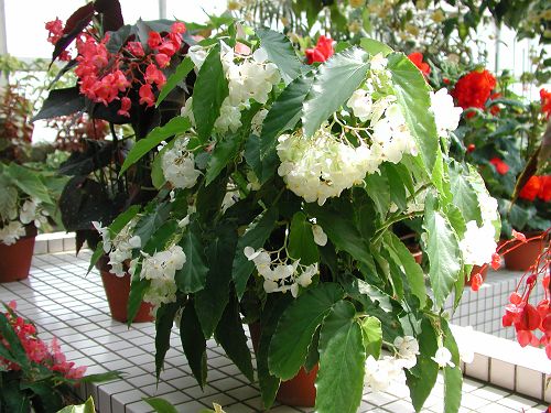 B. ‘Shiragasane’